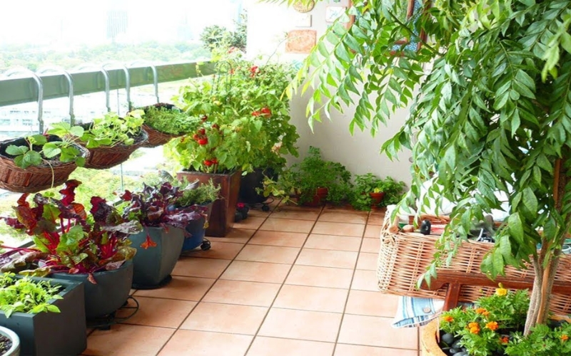 Khu vườn tại gia nằm gọn trên ban công tầng cao